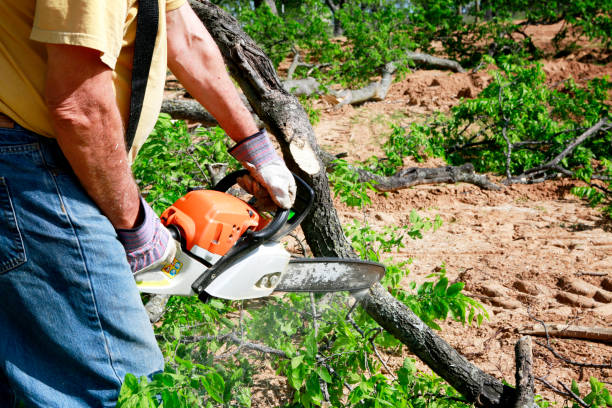 Best Tree Clearing Services  in Santa Cruz, CA